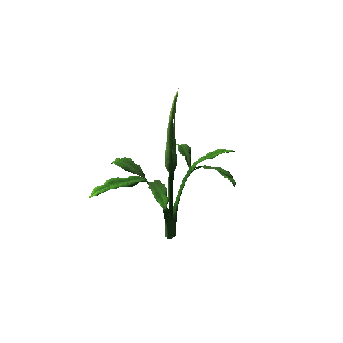 Flower Dracunculus Species 5